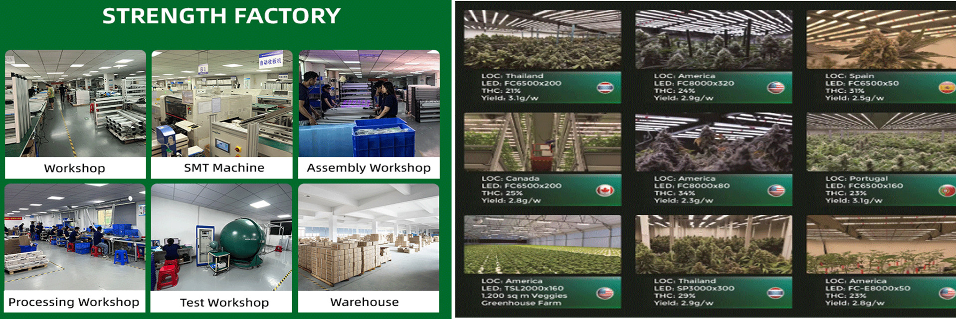 качество Полный спектр приведенный для того чтобы вырасти светлый завод